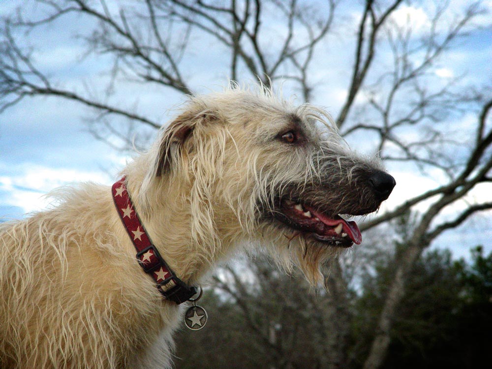 Decorative adjustable hemp dog collar – handmade, hypoallergenic, and eco-friendly by Earthdog
