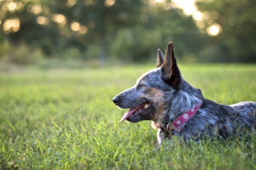 Decorative adjustable hemp dog collar – handmade, hypoallergenic, and eco-friendly by Earthdog