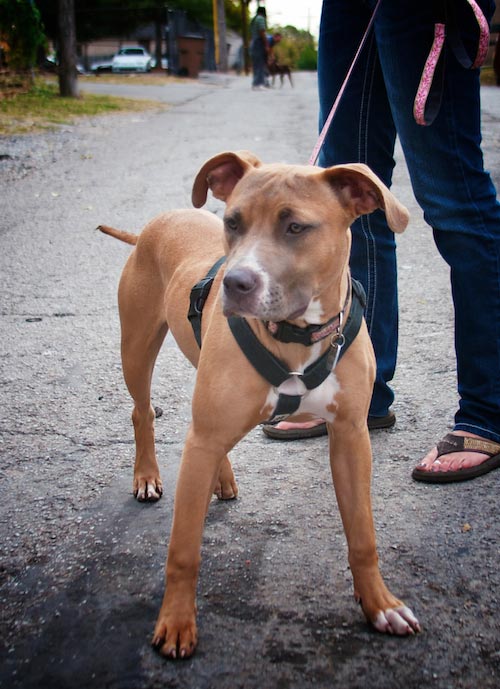 violet sporting eco friendly hemp harness in indi style