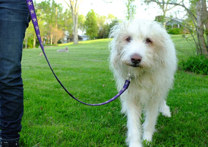 earthdog pack member phineus on eco friendly decorative hemp leash in kody star
