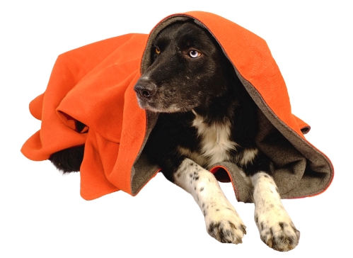 Black dog named Slater wrapped in our tangerine hemp blanket