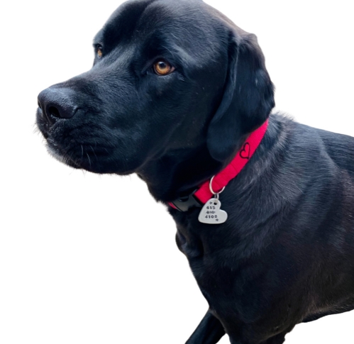 earthdog limited drop solid hemp leash in fire red colorway