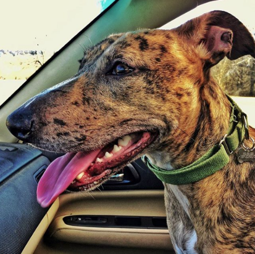 solid hemp martingale collars - ed-4shmc