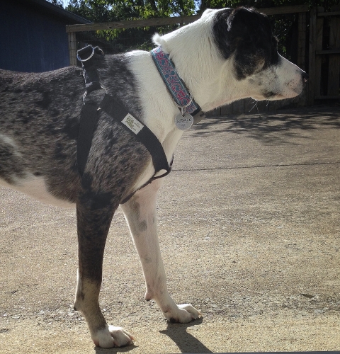 a dog wears a solid hemp step-in dog harness in black