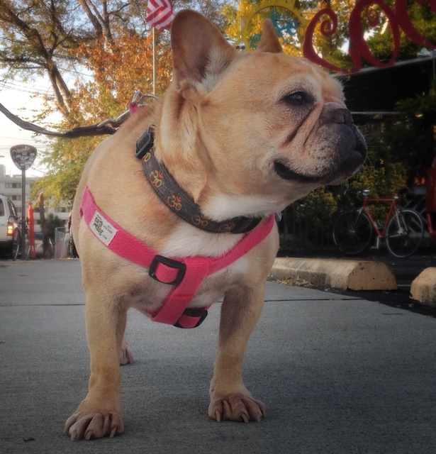 a french bulldog wearing a fuchsia step-in hemp harness from earthdog